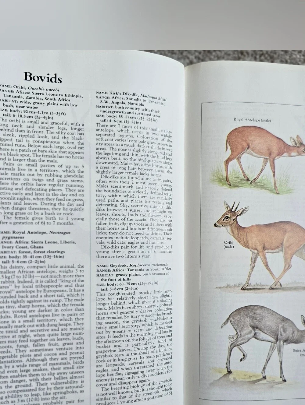 N/A macmillan illustrated